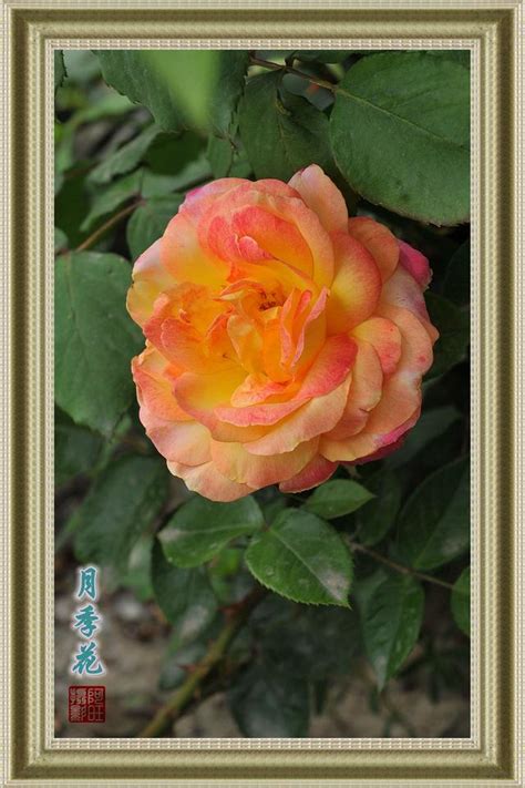 月季花|月季花 Rosa chinensis